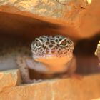 versteckter Leopardgecko