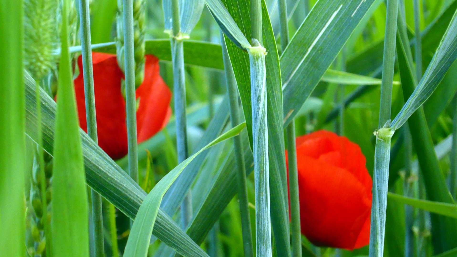 versteckter Mohn