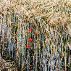 Versteckter Mohn