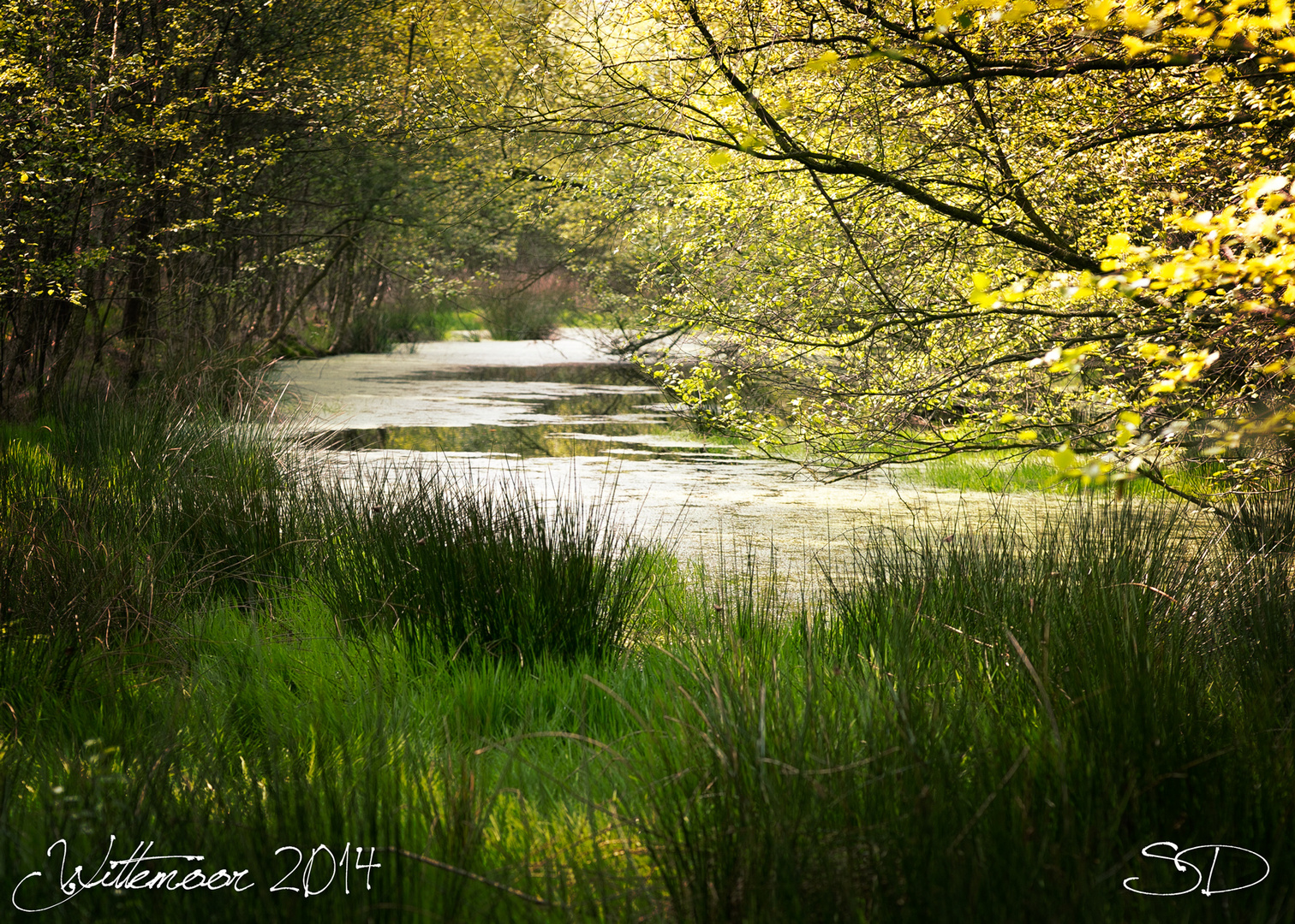 Versteckter Moorbach im Huder Wittemoor