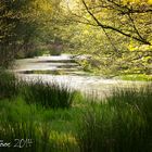 Versteckter Moorbach im Huder Wittemoor