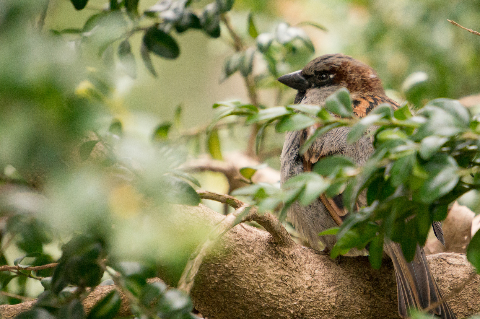 Versteckter Spatz