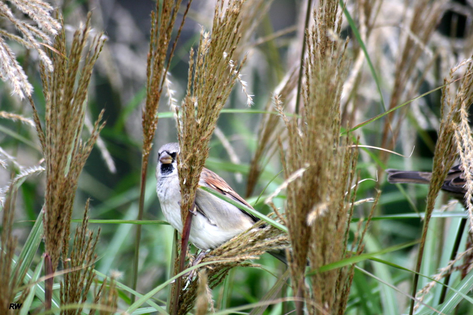 versteckter Spatz