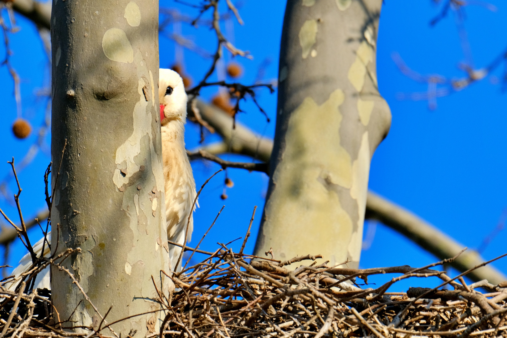 versteckter Storch