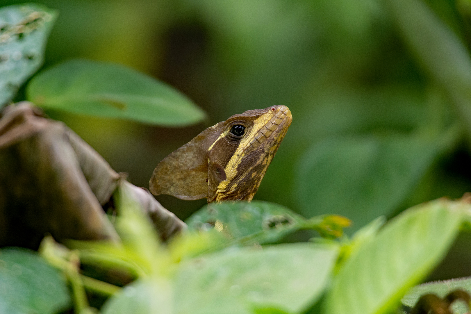 versteckter Streifenbasilisk in Boca Tapada (CostaRica)