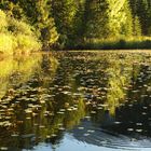 versteckter Teich im tiefsten Oberösterreich!