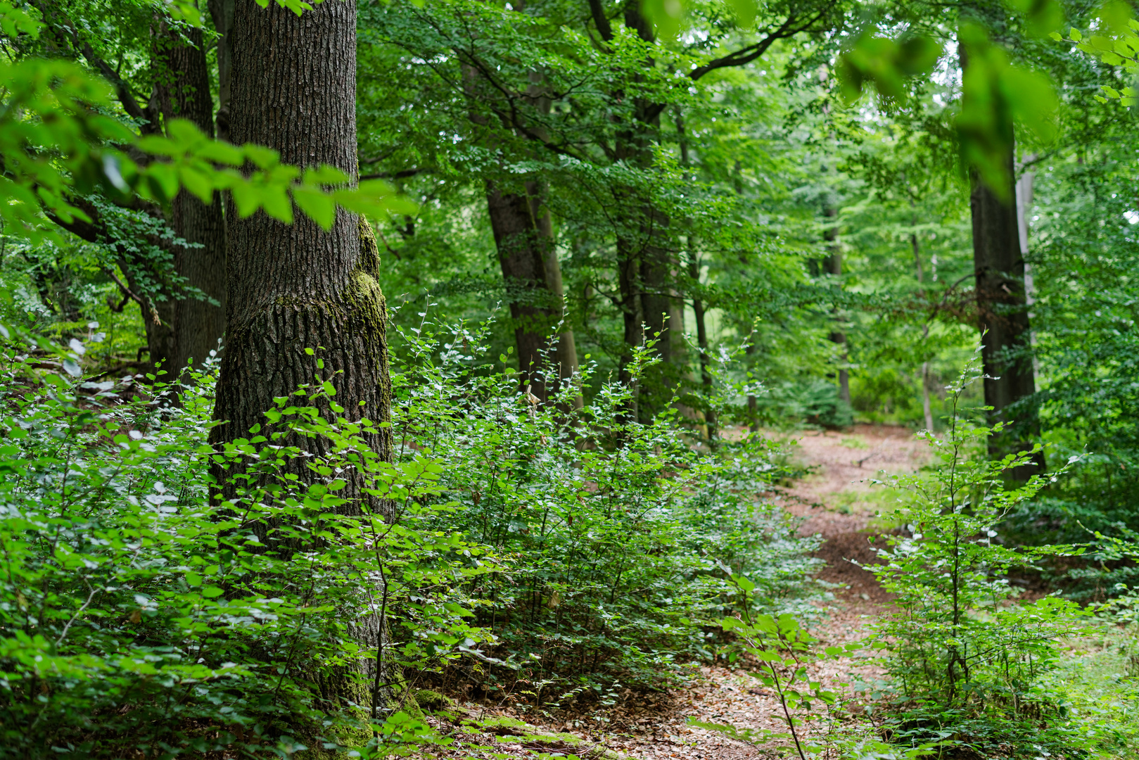 Versteckter Waldpfad