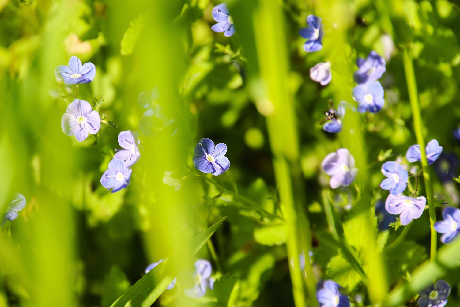 Verstecktes Blau