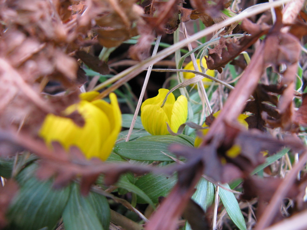 verstecktes blümchen