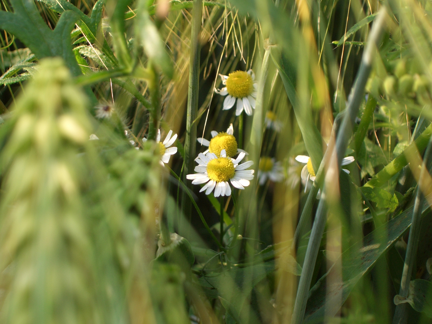 Verstecktes Gänseblümchen