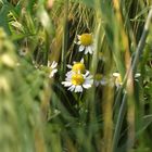 Verstecktes Gänseblümchen