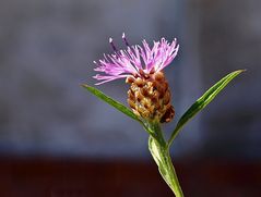 Verstecktes Glück