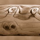 Verstecktes Krokodil in der Holzplanke eines Weidezaun´s -pferdekoppel