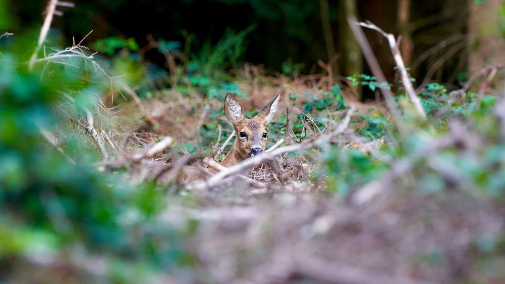 verstecktes Reh Foto &amp; Bild | tiere, wildlife, säugetiere Bilder auf ...
