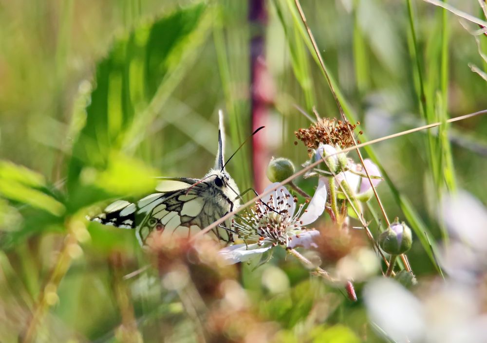verstecktes Schachbrett Foto &amp; Bild | natur, augenfalter, insekten ...