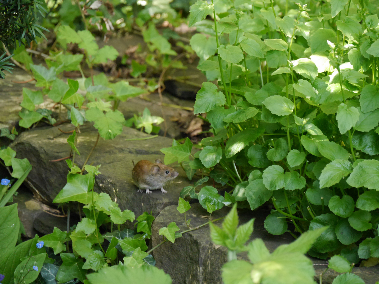 Verstecktes "Wildlife" im Garten 