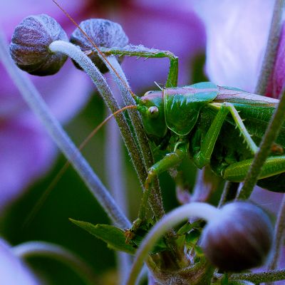 Versteckversuch, Heupferd