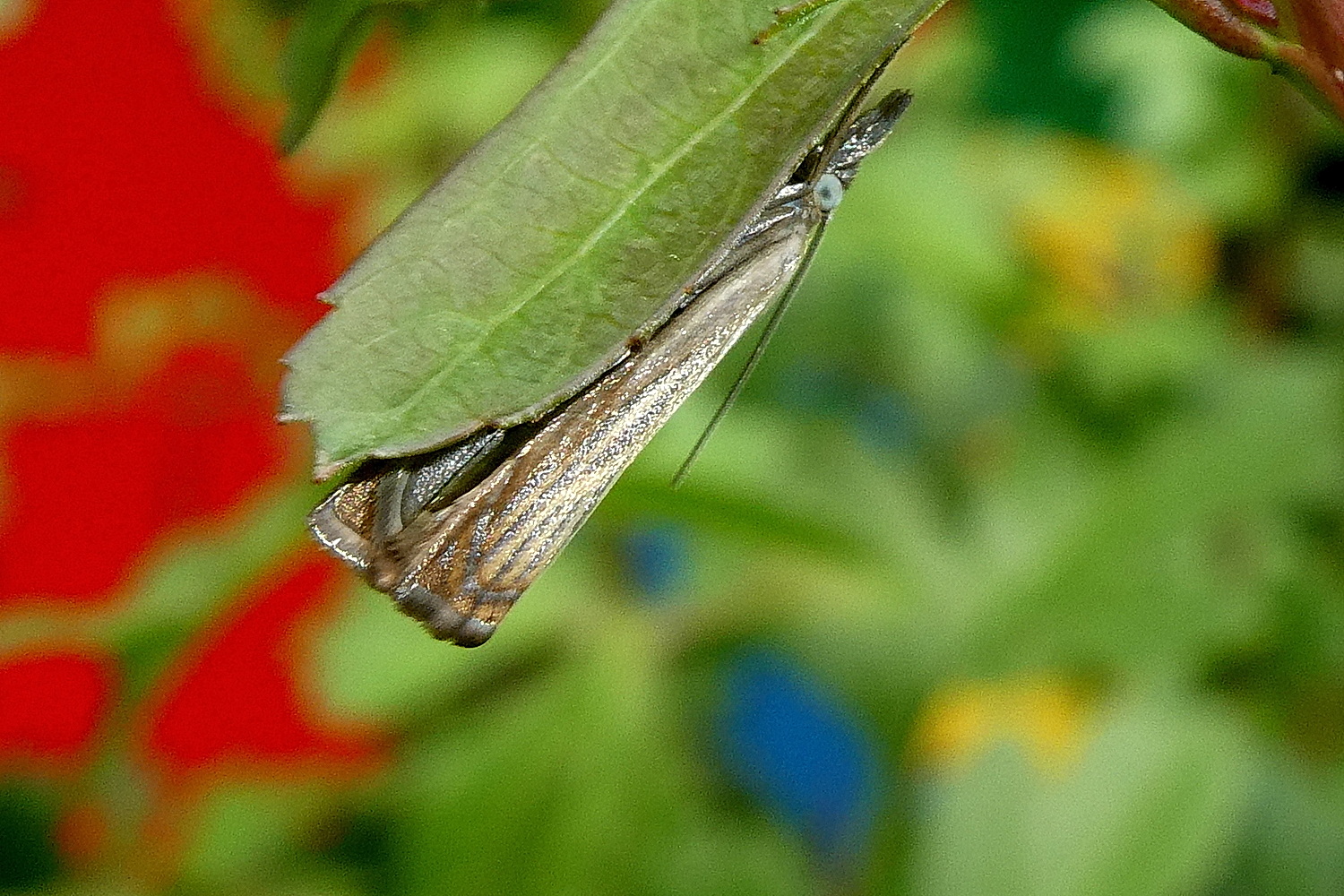 Verstedkt unter einem Blatt...