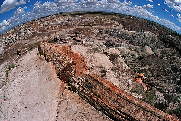 Versteinerte Bäume-Pertified Forrest, USA