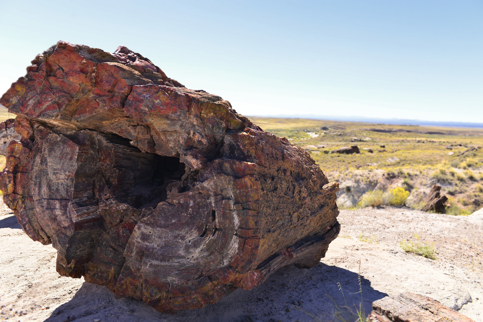 Versteinerte Bäume, Petrified Forest, USA