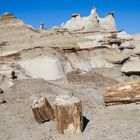 Versteinerte Baumstämme in den Bisti Badlands