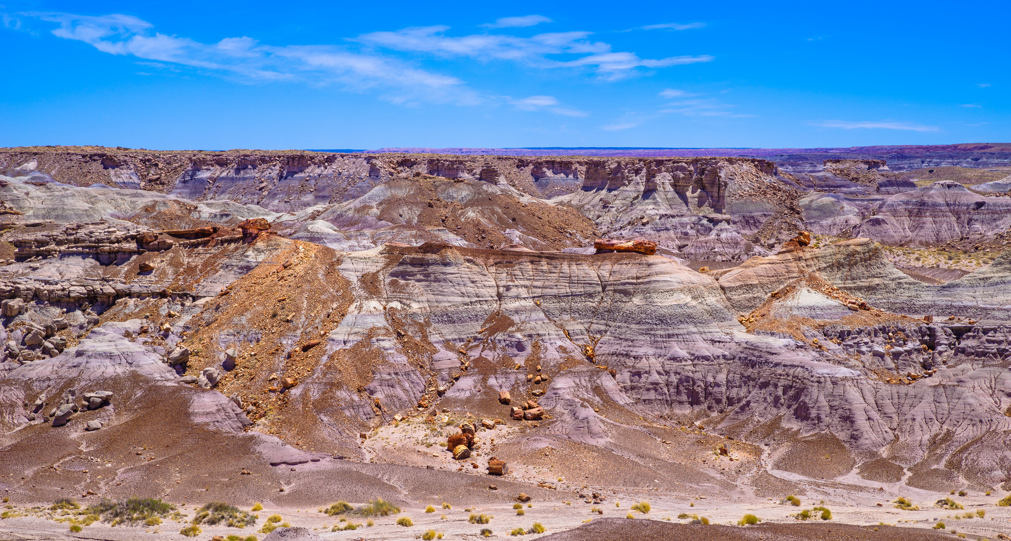 Versteinerte Baumstämme in den Blue Mesa