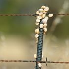 Versteinerte Besucher