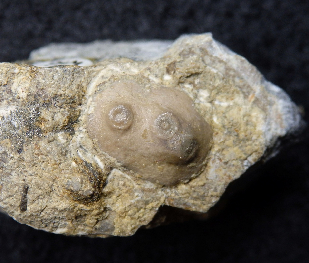 Versteinerte Crinoidenwurzel aus der Jurazeit
