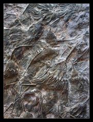 Versteinerte Korallen und Fossilien, Marokko