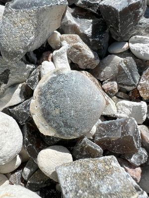 Versteinerte Muschel