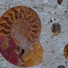 versteinerter Ammonit