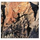 Versteinerter Baum in den Bisti Badlands