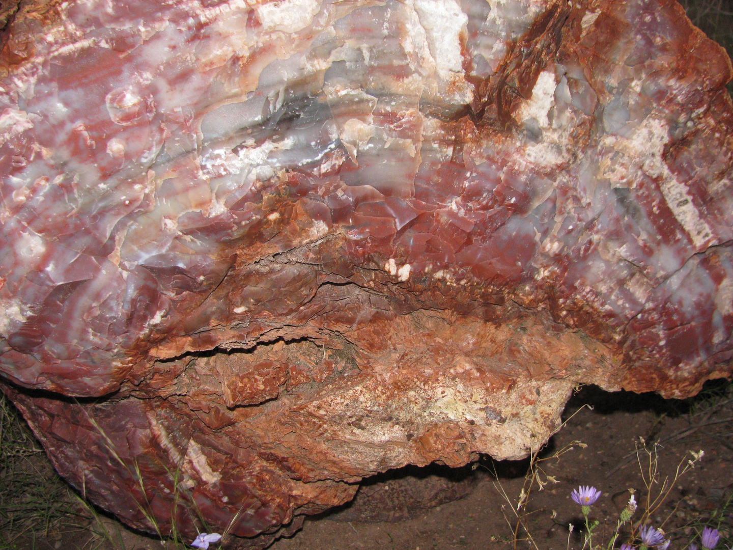 versteinerter Baumstamm im Petrified Forest National Park USA