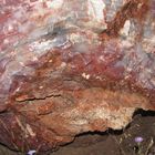 versteinerter Baumstamm im Petrified Forest National Park USA