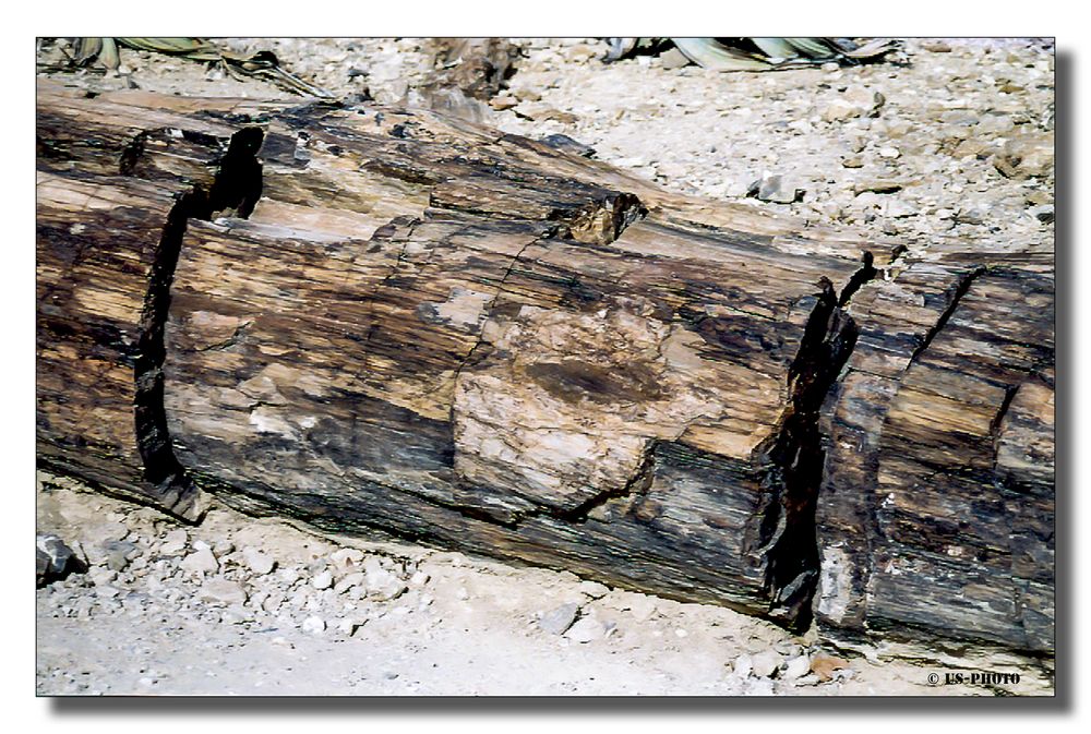 Versteinerter Baumstamm in der Namib