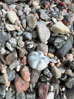 Versteinerter Seeigel