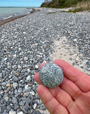 versteinerter Seeigel