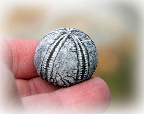 versteinerter Seeigel