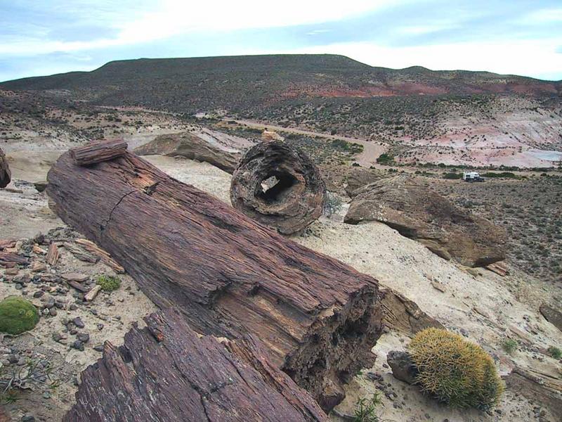 Versteinerter Wald in der Steppe von Chubut,Argentinien