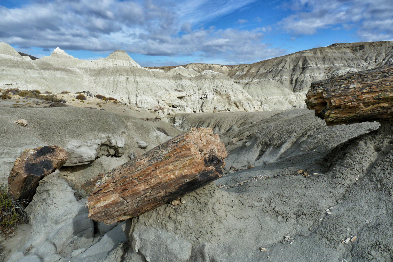 Versteinertes Holz