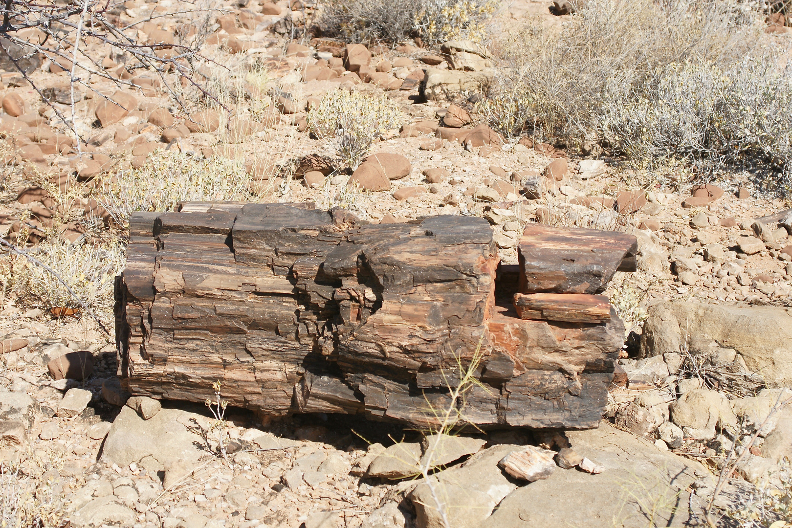 Versteinertes Holz