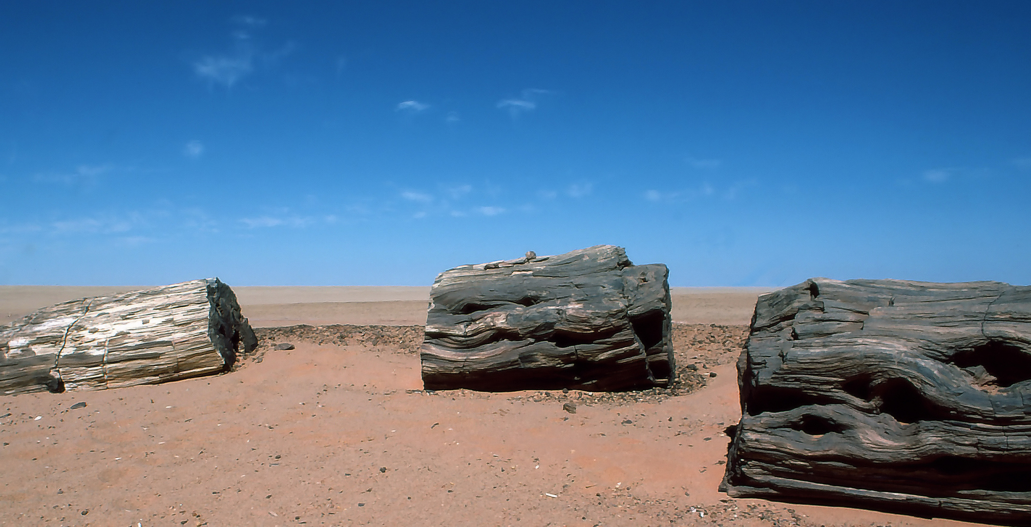 Versteinertes Holz in der Sahara 