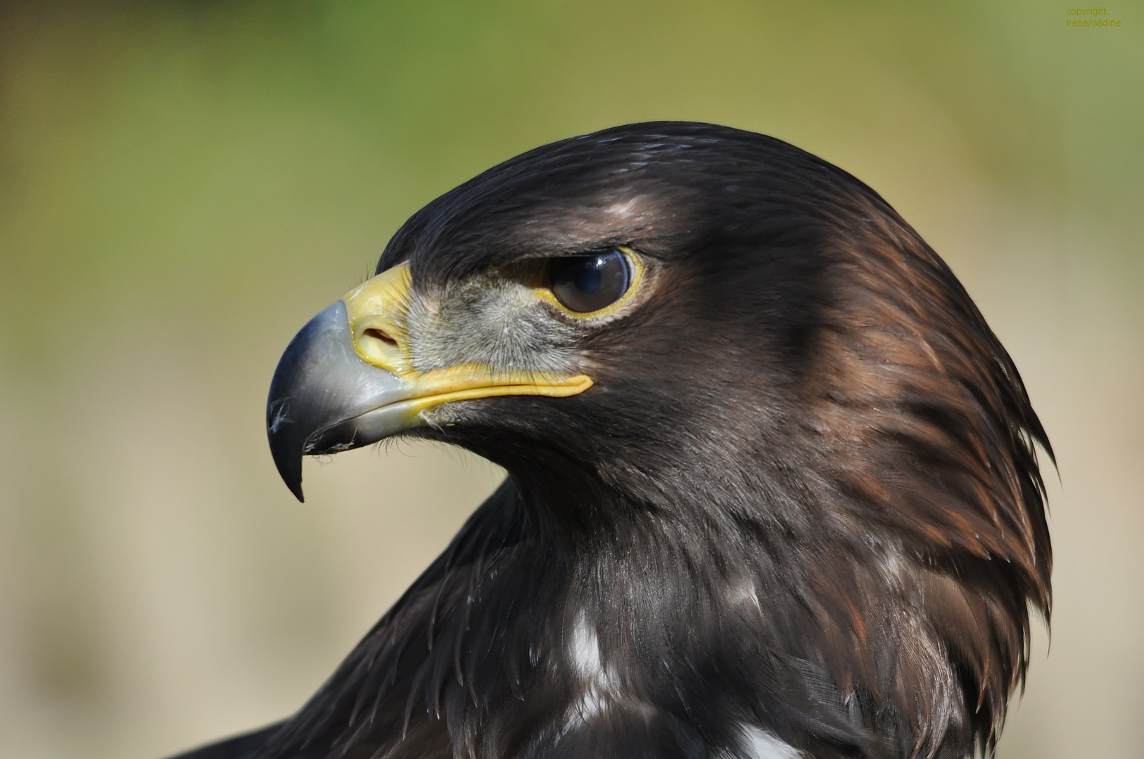 "Versteinertes" Portrait