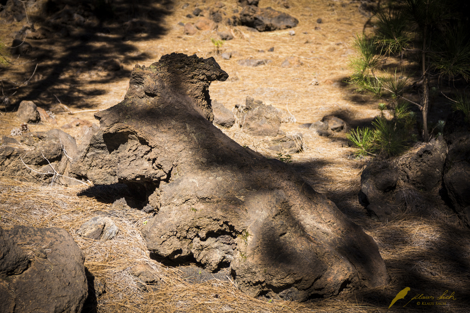 "Versteinerungen" im Teide Nationalpark