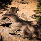 "Versteinerungen" im Teide Nationalpark