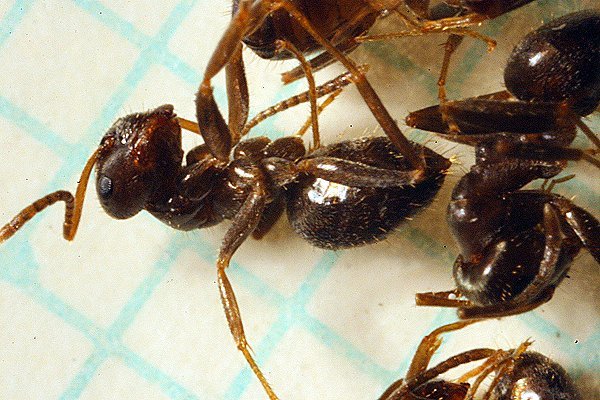 Verstorbene Ameisen