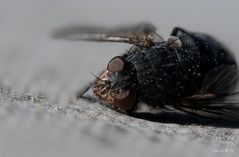 Verstorbene Fliege