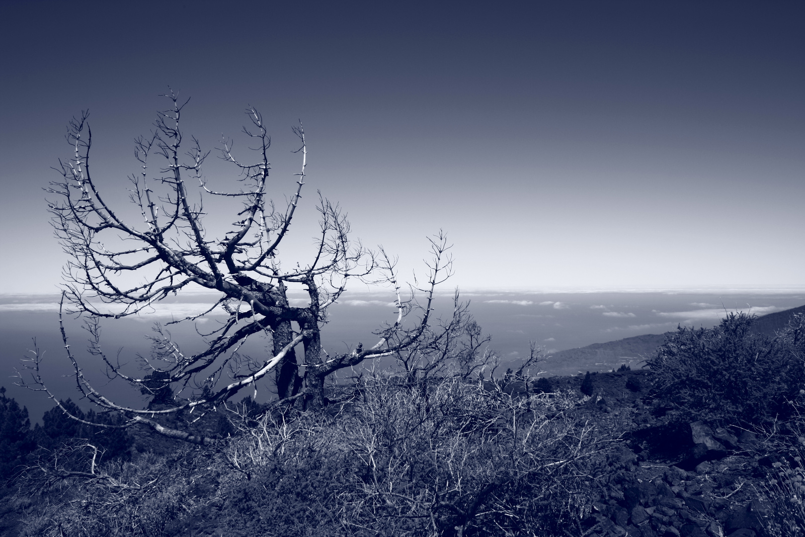 Verstorbener Baum auf einem Vulkankrater