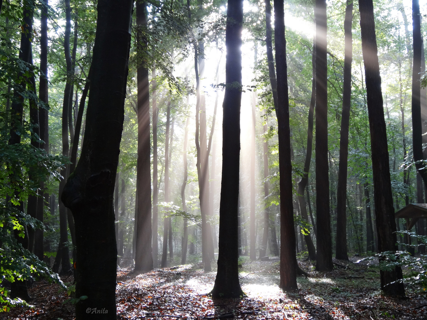 verstrahlter Wald