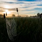 Verstrebungen im Morgentau